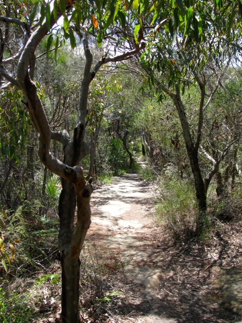 Australien_Sydney_manly_scenic_walkway