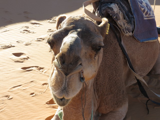 Marokko erleben Rundreise Wüste Sahara