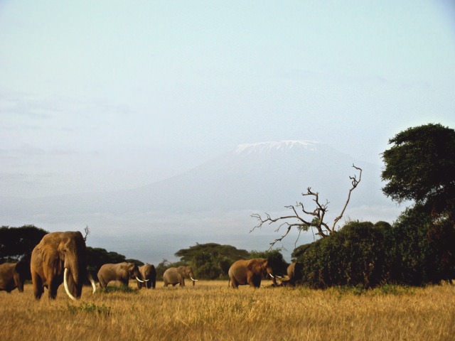 Kenia_Amboseli_Safari_Elefant1