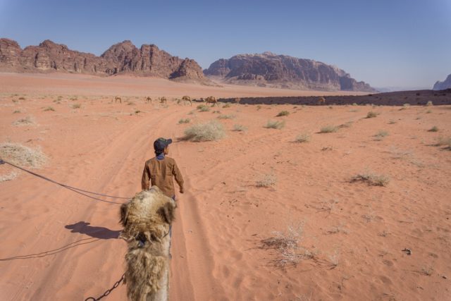 Jordanien Rundreise Urlaub Wadi Rum Kamel Wueste