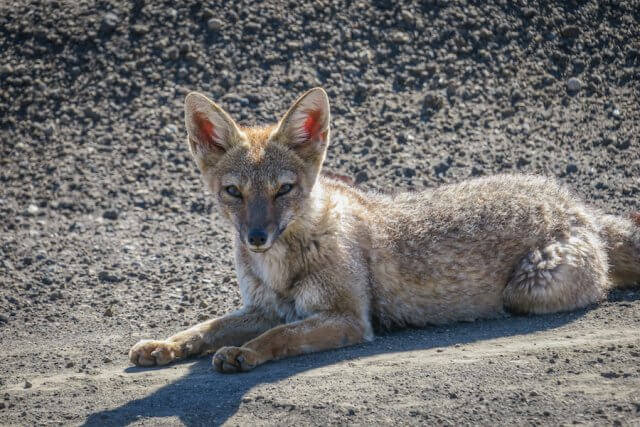 Araukania Chile Fuchs