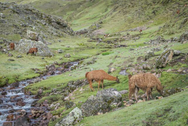 Lares Trek_Machu Picchu_Peru Lamas