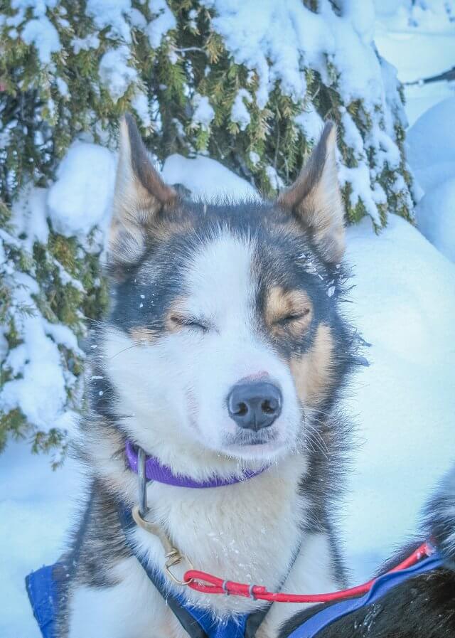 Lappland im Winter Huskies
