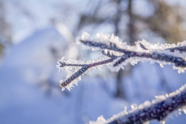 Lappland Winter