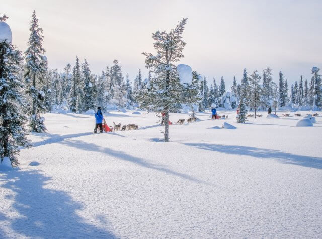 Lapland in de winter husky tour