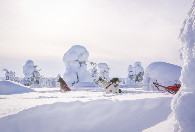 Lappland Reisen: Was Du Hier Im Winter Unbedingt Erleben Musst