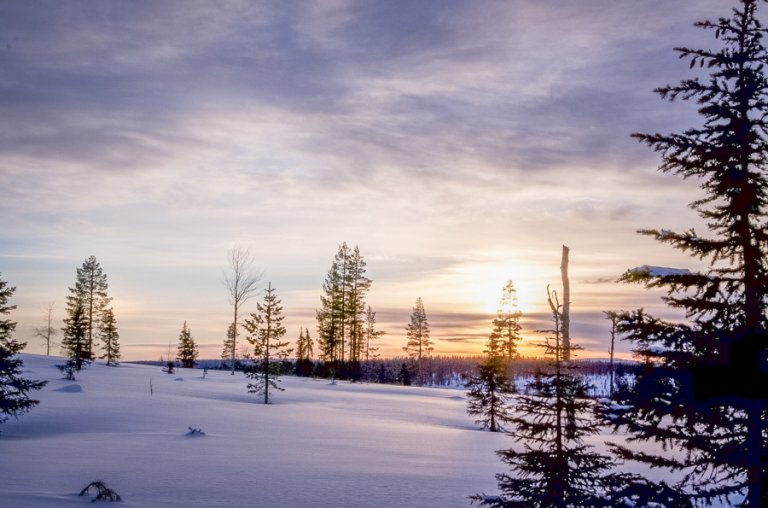 Lappland Reisen: Was Du Hier Im Winter Unbedingt Erleben Musst