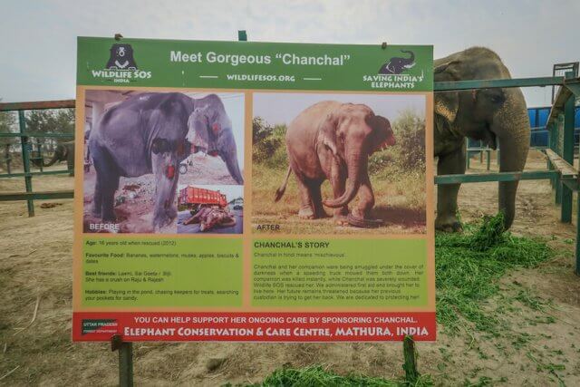 Indien Urlaub_Delhi Sehenswuerdigkeiten_Taj Mahal Agra Sos Wildlife Elefanten
