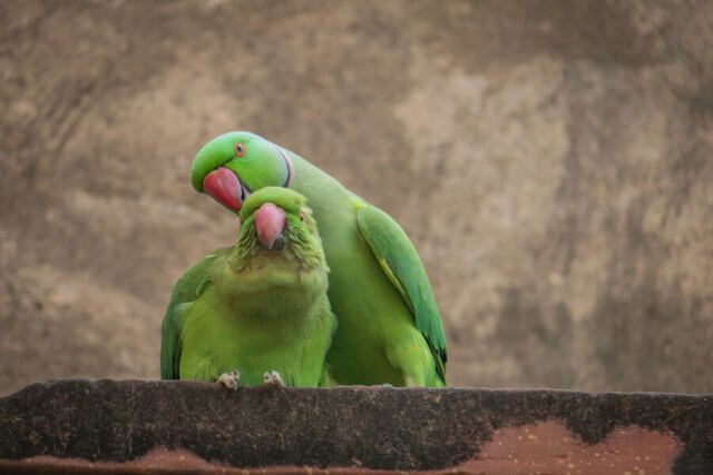 Indien Urlaub_Delhi Sehenswuerdigkeiten_Taj Mahal Agra Papageien