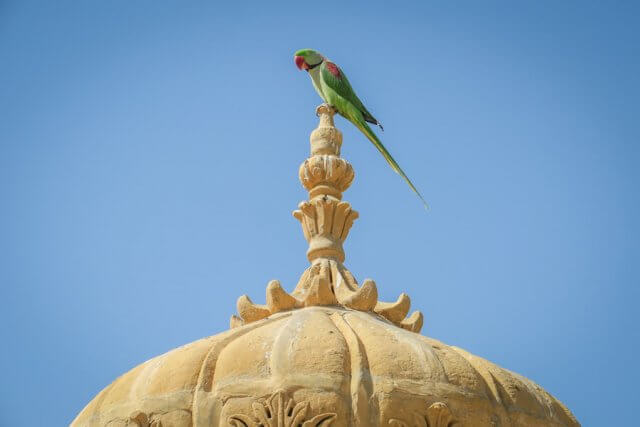 Rajasthan Rundreise Jaisalmer Papagei