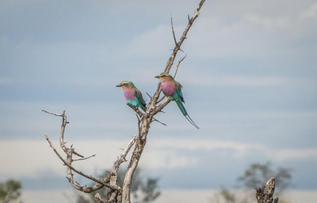 Botswana Okavango Delta Safari Birding