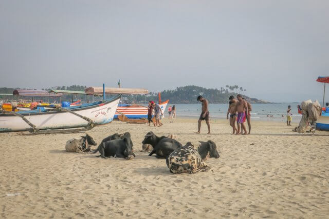 Goa Indien Palolem Beach Kühe