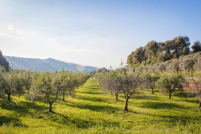 Toskana Italien Pomarance OlivenhainToskana Italien Pomarance Olivenhain