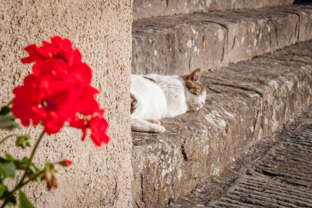 Toskana Italien Pomarance Montegemoli Katze