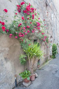 Toskana Italien Pomarance Montegemoli Rosen