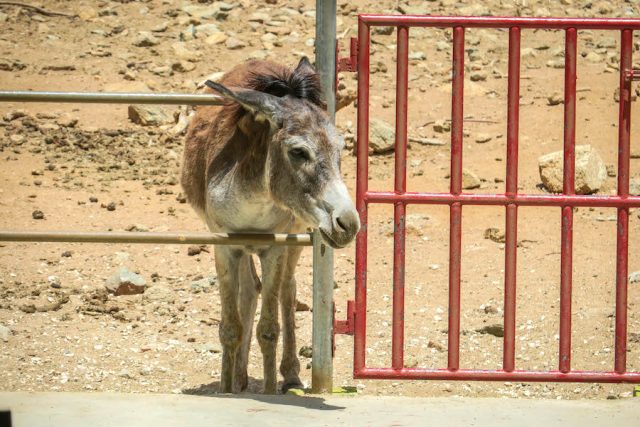 Aruba Urlaub ABC Inseln Donkey Sanctuary Esel