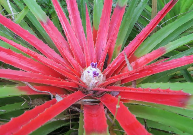 Curacao Urlaub Karibik niederlaendische Antillen Christoffelberg Wanderung Blume