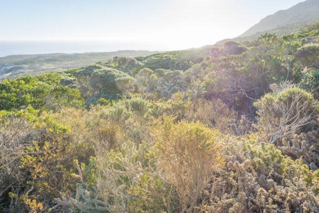 Kap der Guten Hoffnung Fynbos Vegetation Kaphalbinsel