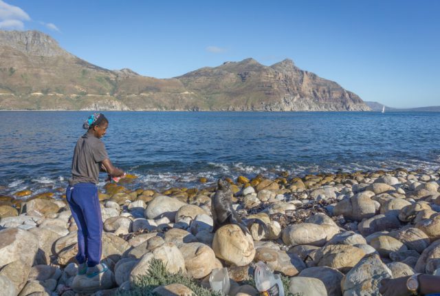 Kap der Guten Hoffnung Hout Bay Kapseerobben