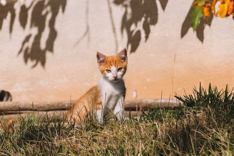 Jenesien Sagenweg Katze