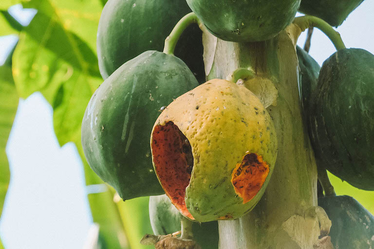 Taiwan papaya