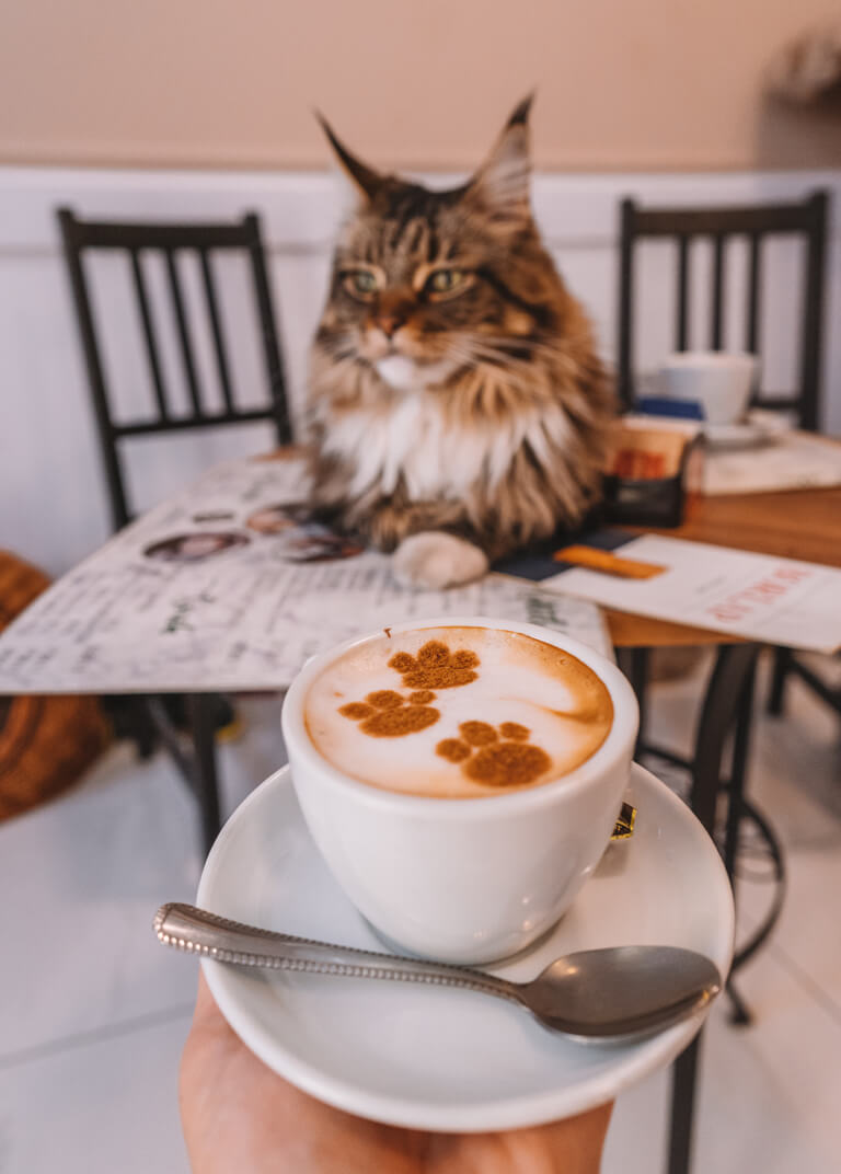 Cat Cafe Budapest