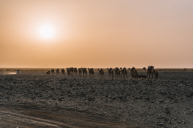 Afar driehoek kameel caravan