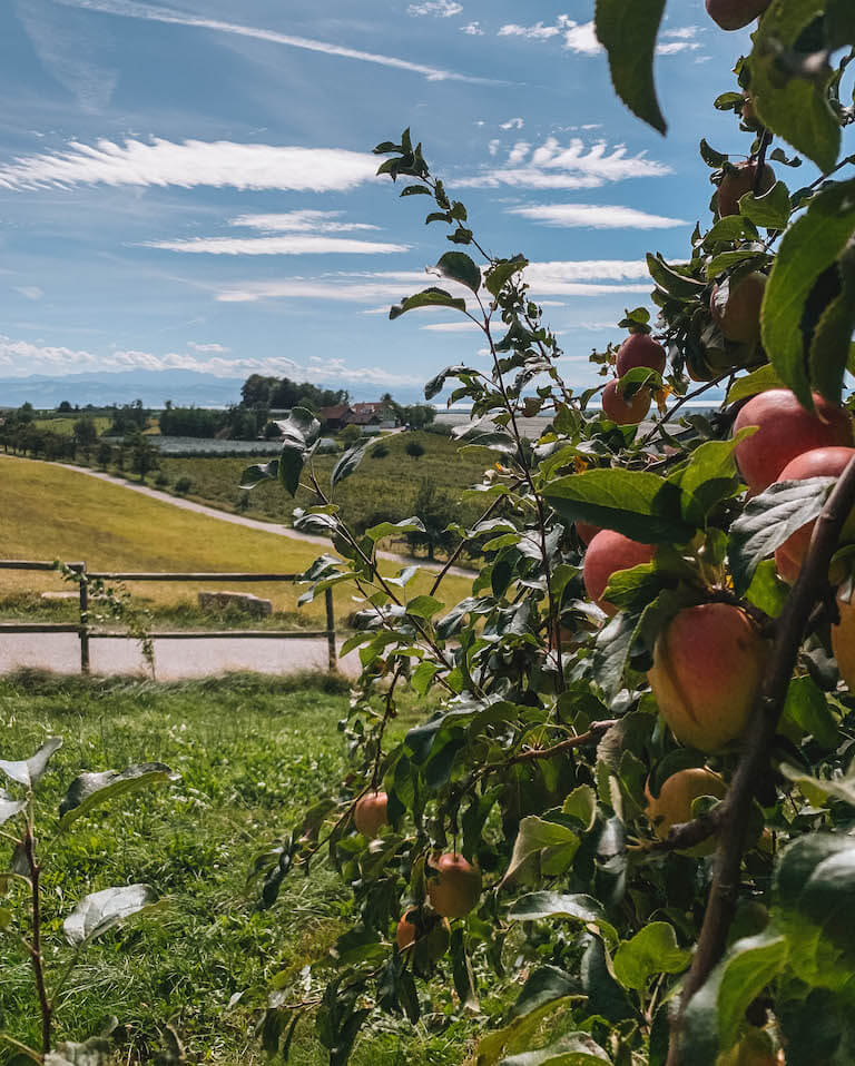 Hopfenwanderung Tettnang