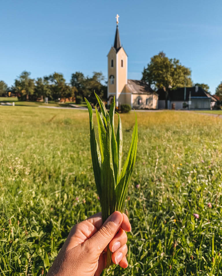 Kraeuter sammeln Waldviertel