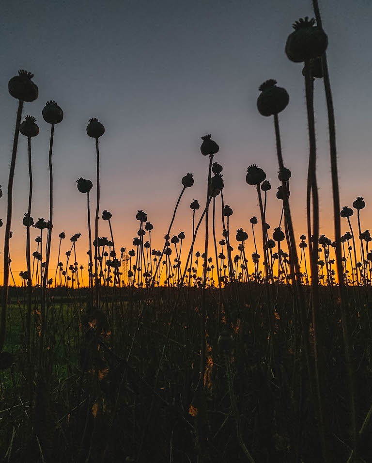 Mohn Waldviertel