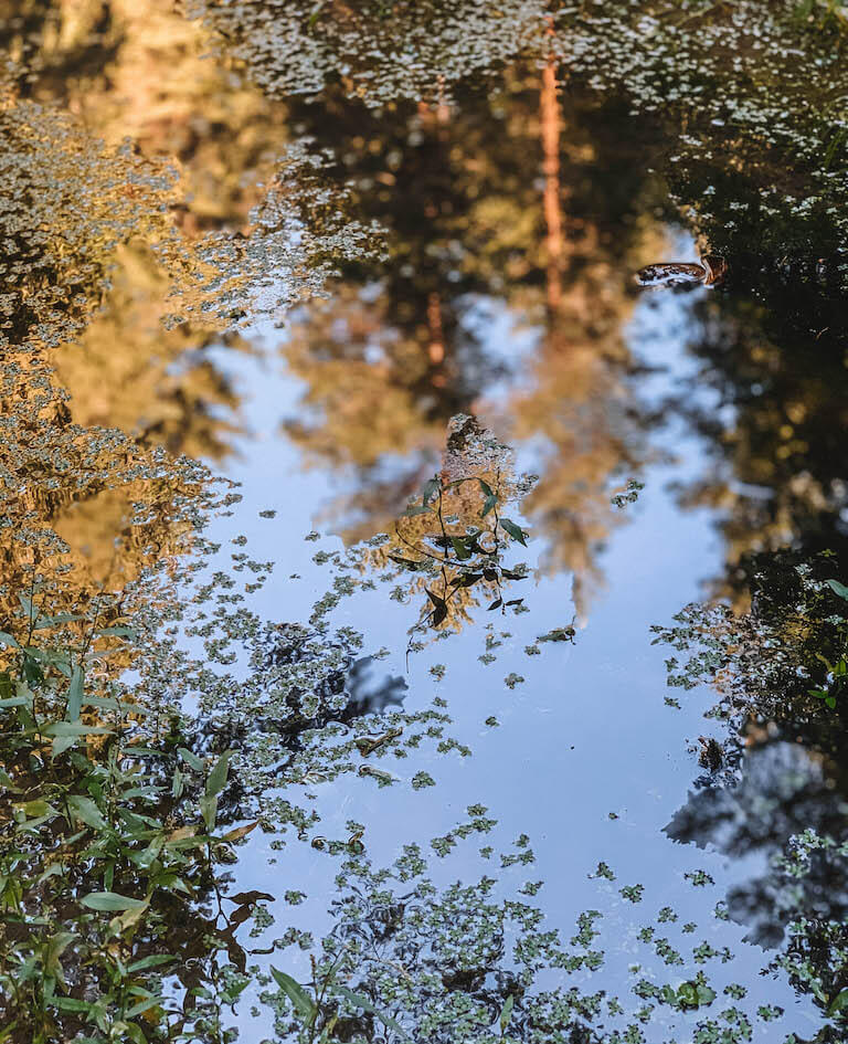 Spiegelung Wald