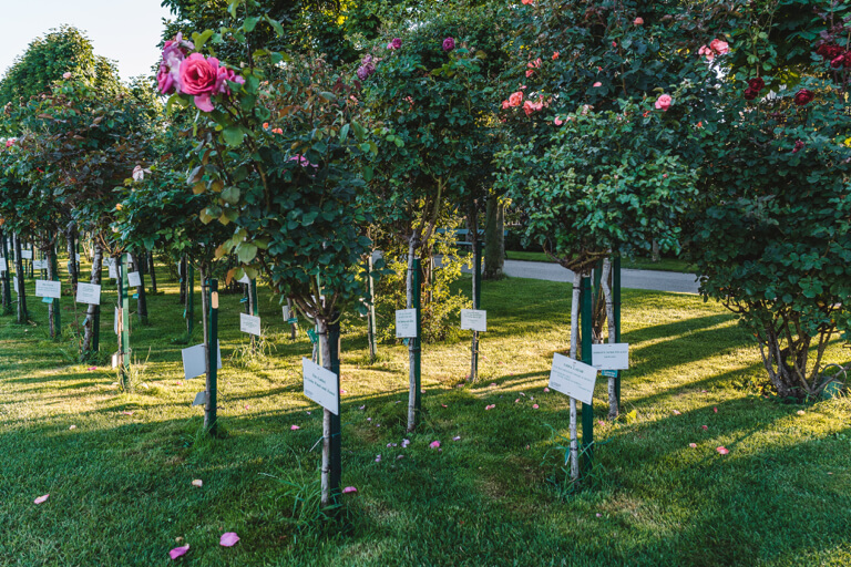 Volksgarten Rosengarten erster Bezirk