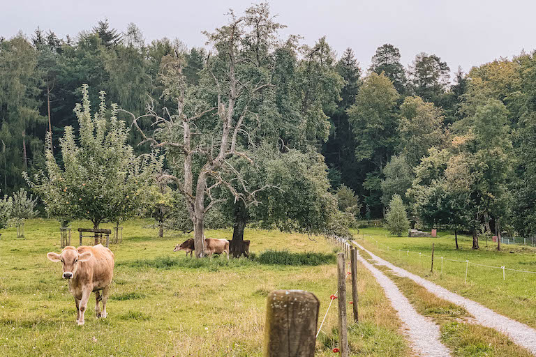 Weingarten Spaziergang