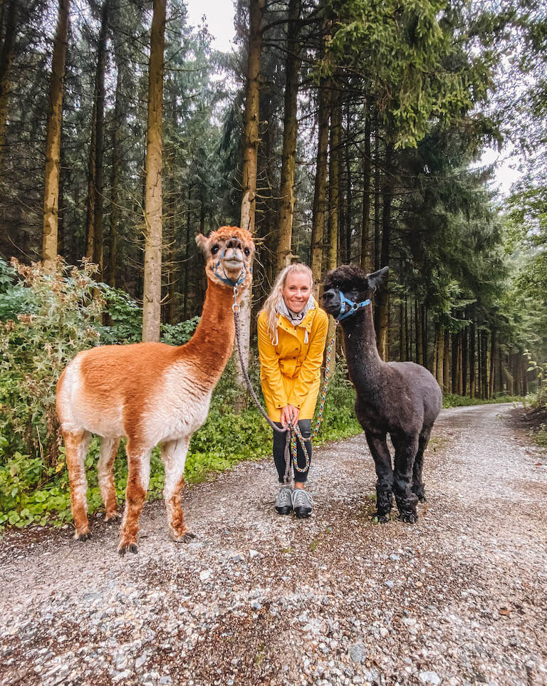 Waldviertel Oesterreich Alpakawanderung