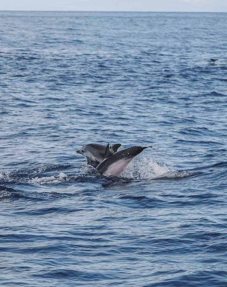 Faial Delfine Azoren