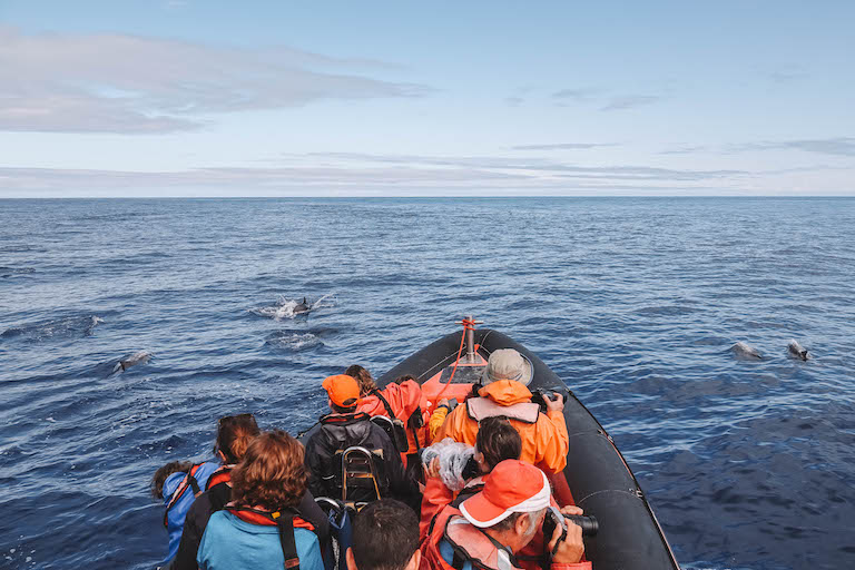 Faial Noberto Diver Walbeobachtung