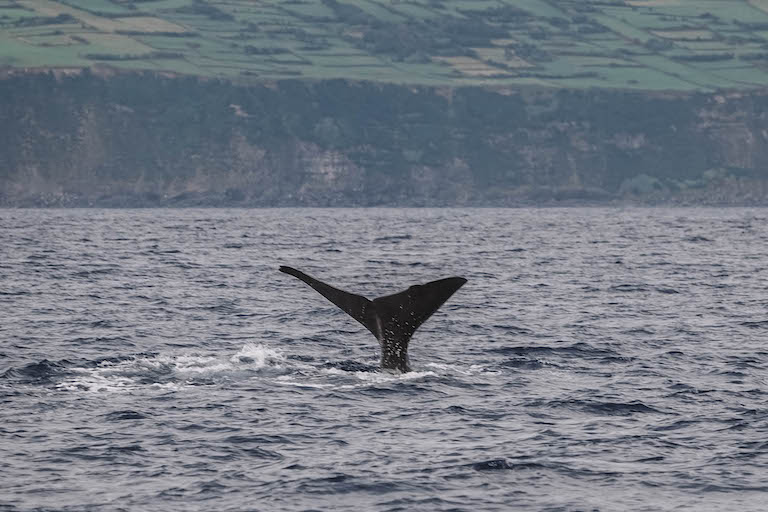 Faial Sehenswuerdigkeiten Wale Watching