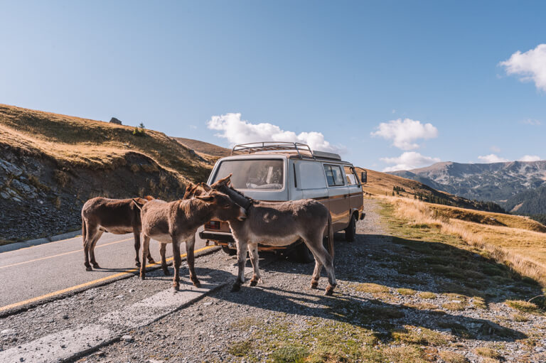 Transalpina-Rumaenien-Panoramastrasse-Esel