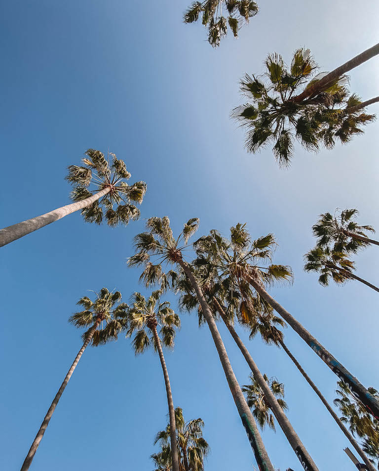 Palmen Kalifornien