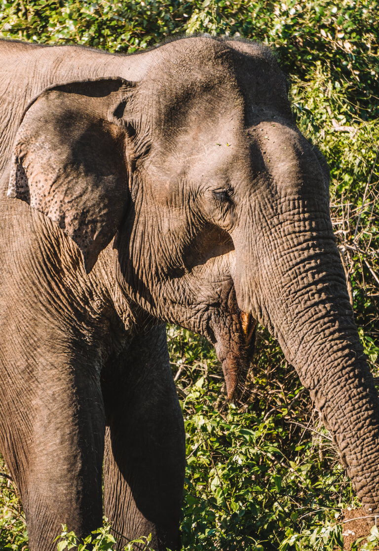 Sri-Lanka-Safari-Yala-Nationalpark-Elefant