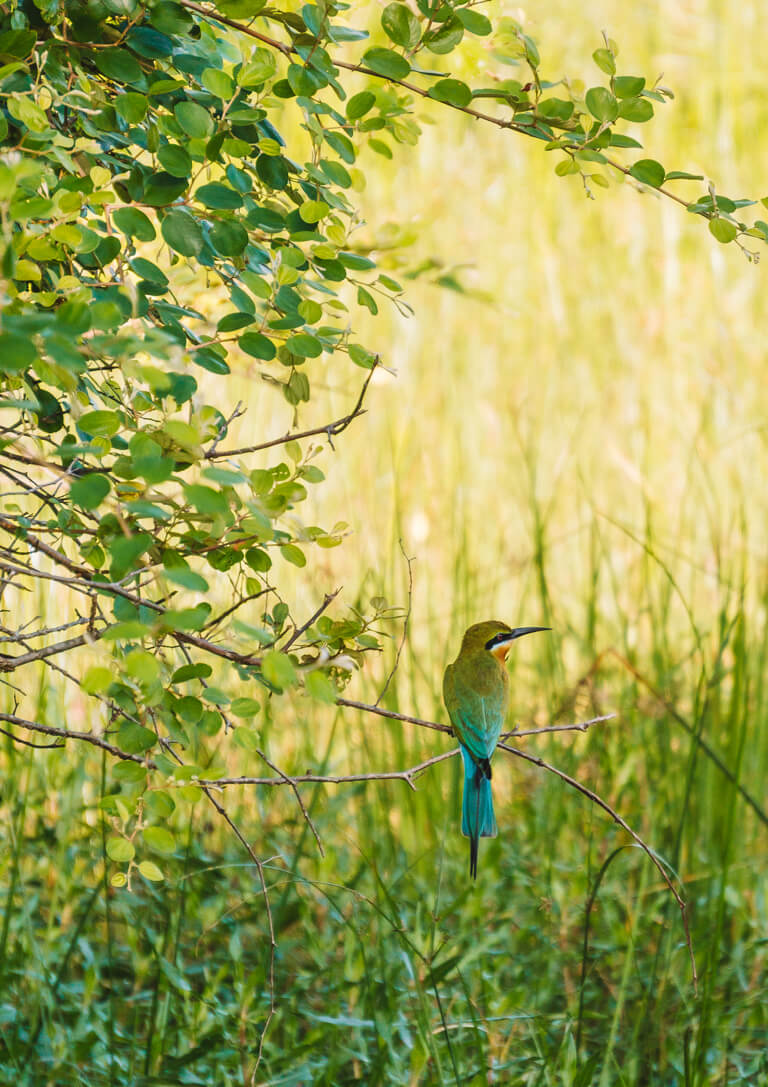 Sri-Lanka-Safari-Yala-Nationalpark-Vogelbeobachtung