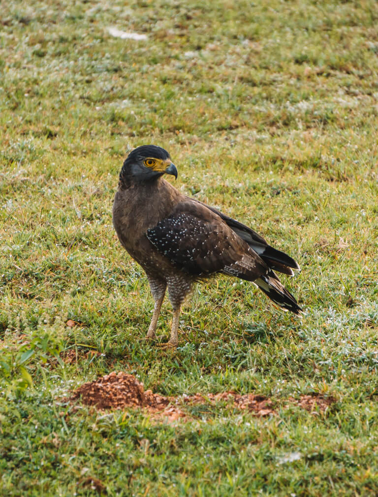 Sri-Lanka-Safari-Yala-Nationalpark