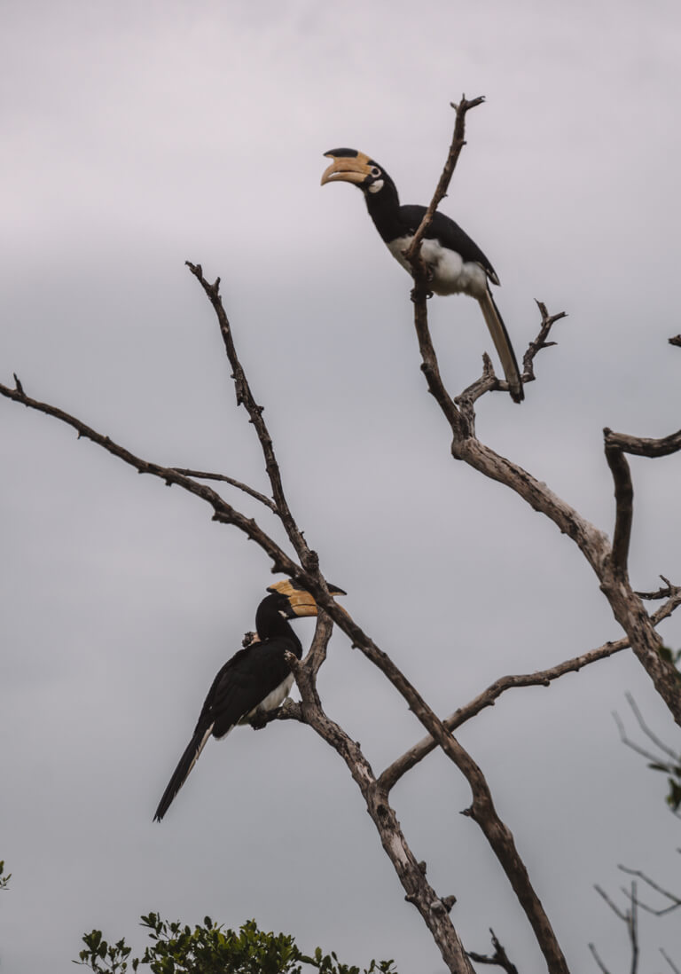 Yala-Nationalpark-Camping-Sri-Lanka-Hornschnabel