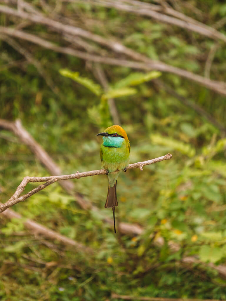 Yala-Nationalpark-Ecoteam-Bienenfresser