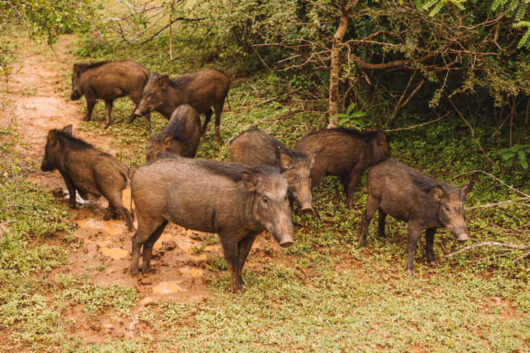 Yala-Nationalpark-Ecoteam-Wildschweine