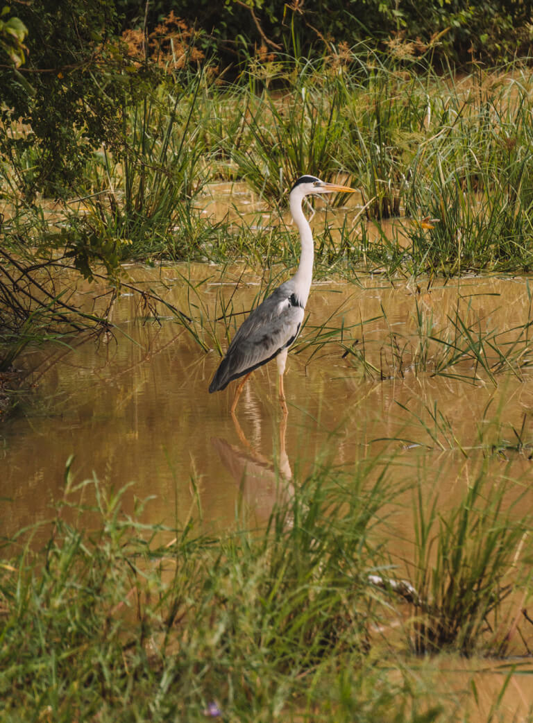 Yala-Nationalpark-Reiher-Safari