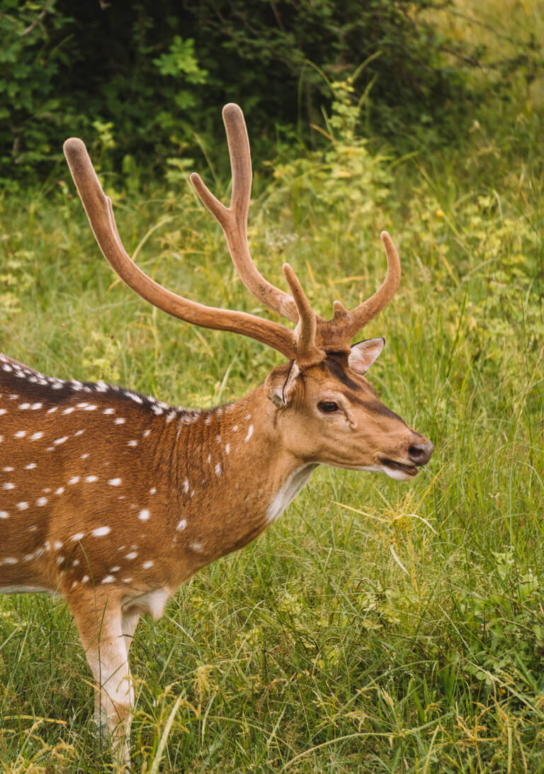 Yala-Nationalpark-Sri-Lanka-Reisetipps