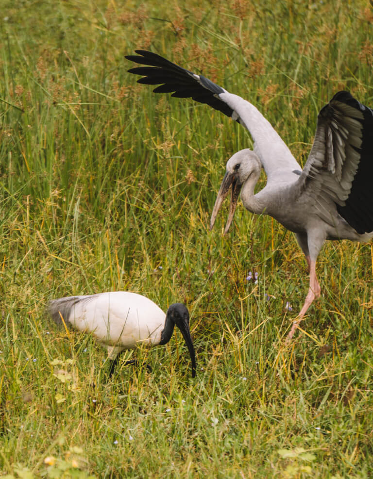 Yala-Nationalpark-Sri-Lanka-Storch