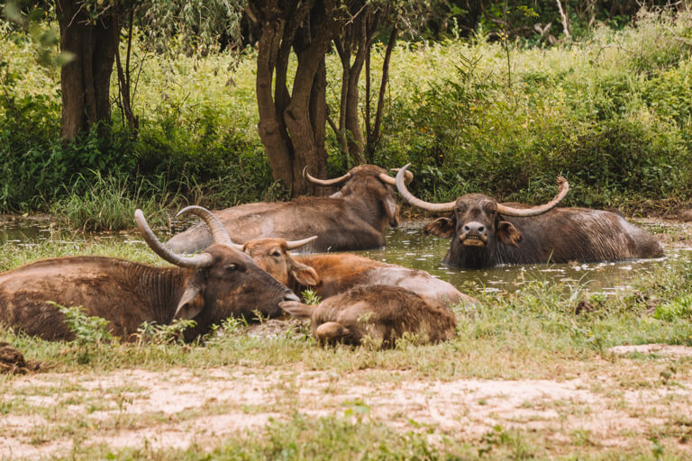 Yala-Nationalpark-Sri-Lanka-Wasserbueffel