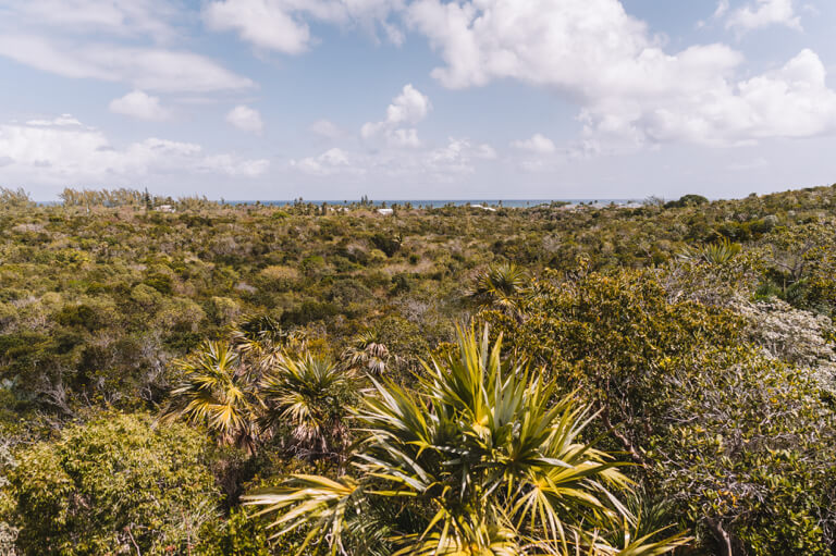 Eleuthera-Leon-Levy-Native-Plant-Preserve-Bahamas-2